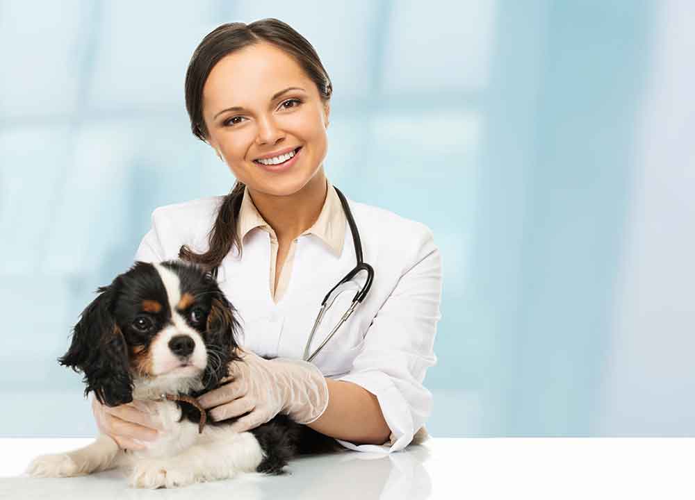 Pets and Pet Care